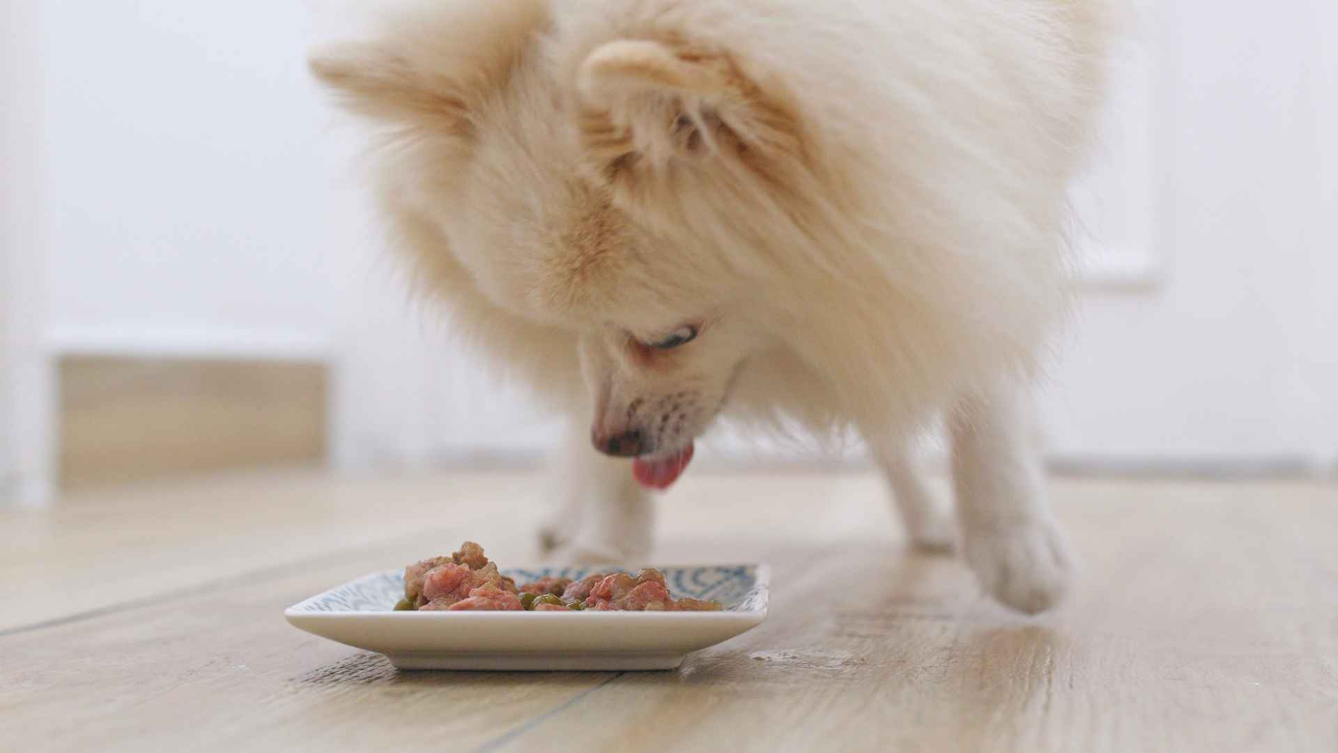 Perro come proteina
